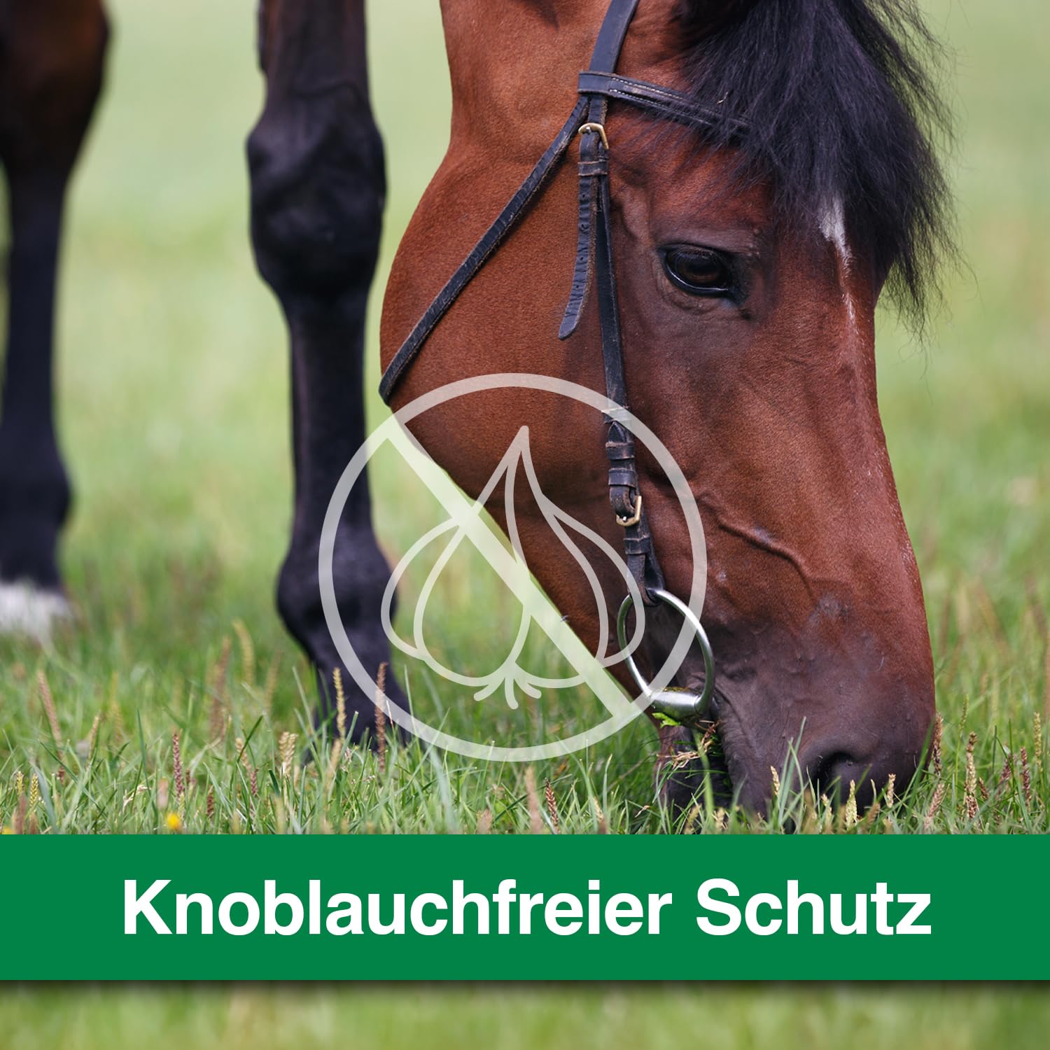 KerbEX grün - 5 Liter - Insektenabwehrmittel für Pferde – Ohne Knoblauch mit spezieller Komposition ätherischer Öle, Schutz vor Bremsen, Mücken, Kriebelmücken und Zecken