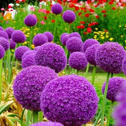 Miniatura 5 de QAUZUY GARDEN 50 semillas de alta calidad, semillas de alium gigantes moradas, raras semillas ornamentales de cebolla  llamativo fondo de jardín con