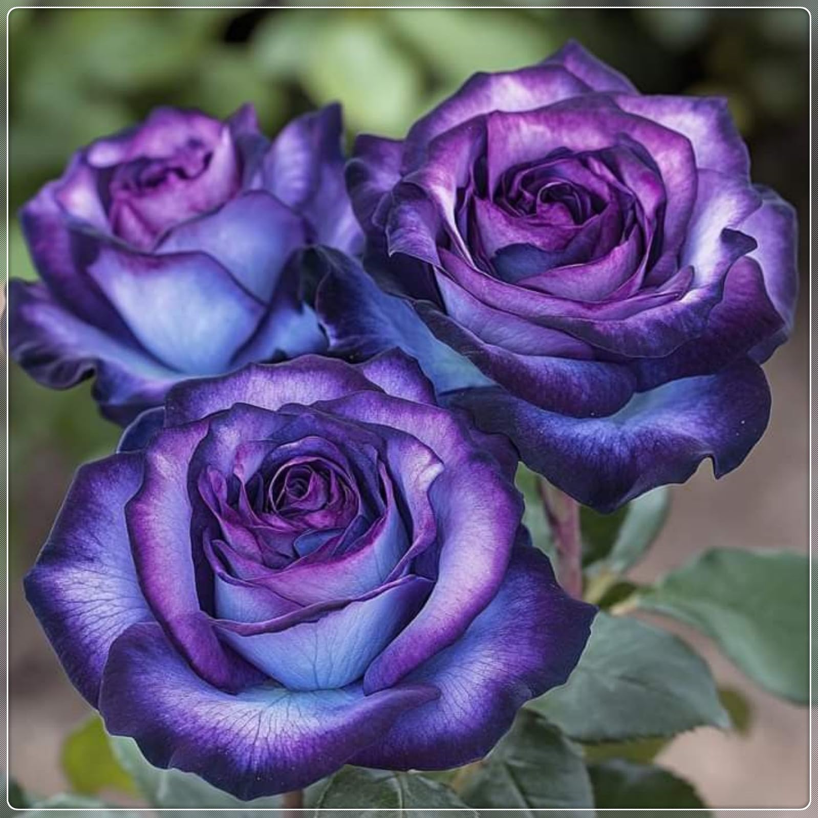 Perennial Hybrid Rose Plants-Climbing Flowers-Rare and Beautiful Rose Bulbs in Bulk-Planting for Stunning Garden Displays-BNSOIDE-e-3 Bulbs