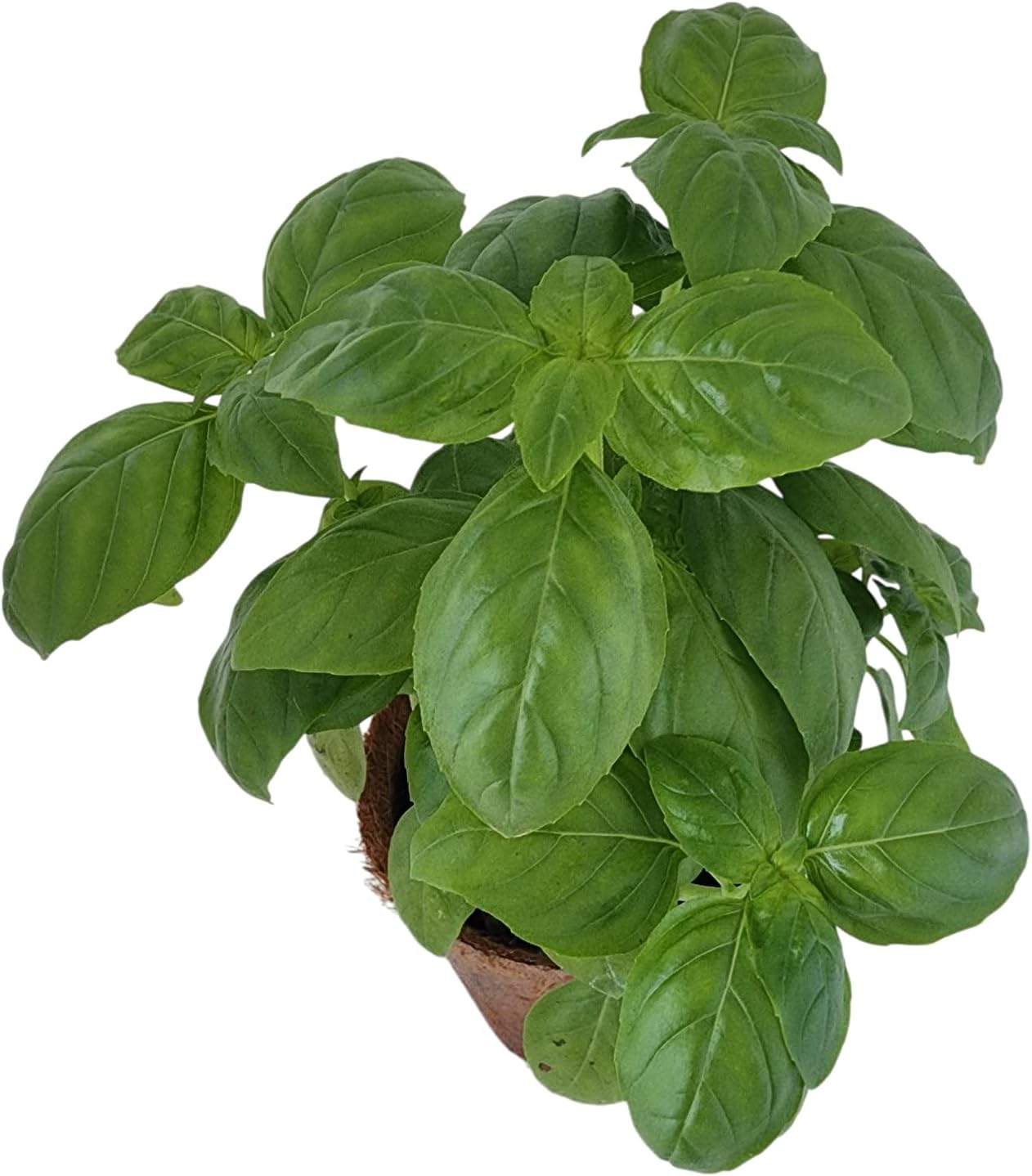 Unique Gardener Plant-It Starters Plant Seeds 4-Pack, DIY Indoor Succulents and Live Plants for Home or Garden Planting, Sweet Basil