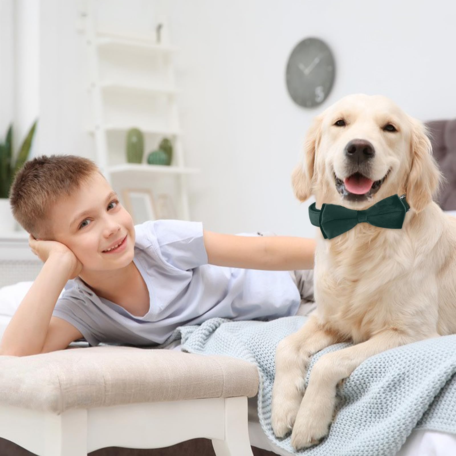 KTWSUEF Collare Cane, papillon cane Collare per Cani Velluto, Collare per Cani Comodo Resistente, Papillon per Cani Rimovibile Regolabile, Per Matrimoni, Compleanni, Eventi Festivi