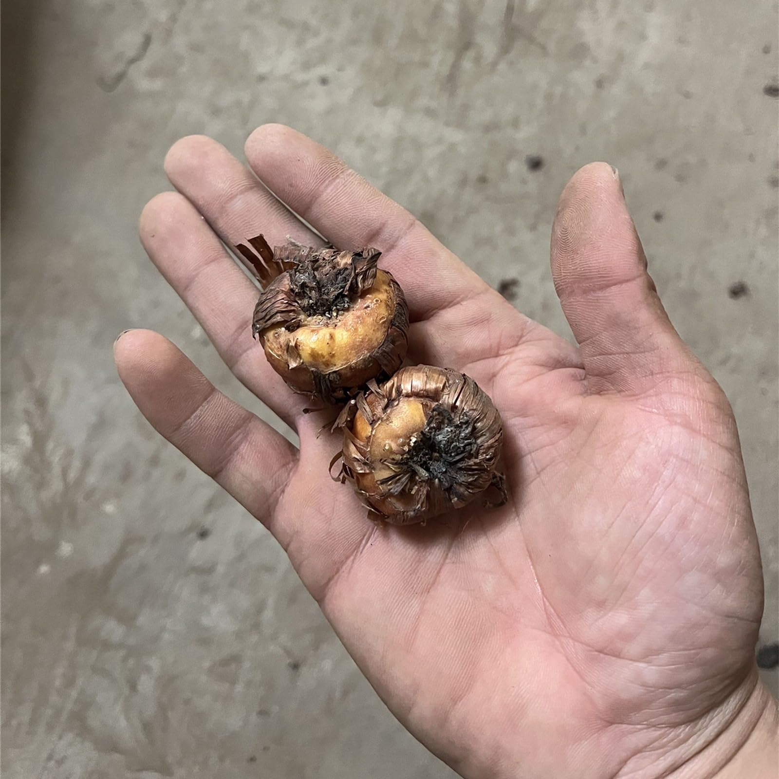 Bulbi Di Gladioli Arcobaleno - 10 Bulbi Per Giardino O Vaso, Fioritura Estiva - Foto 3