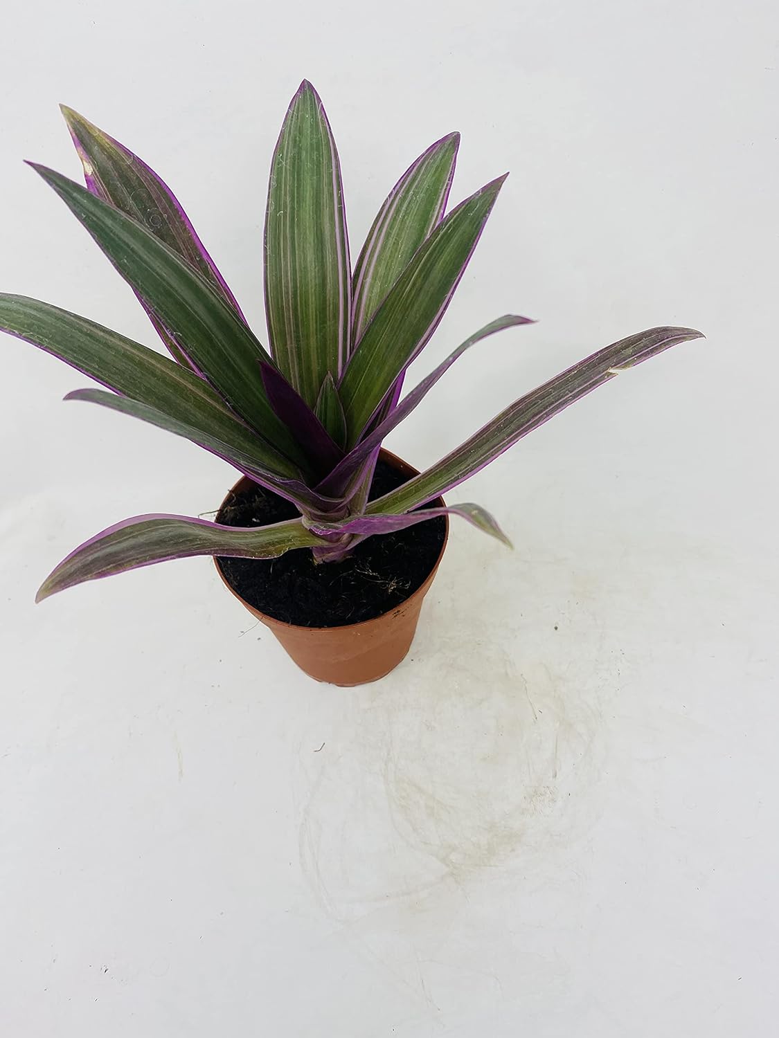 Nanouk Moses in The Cradle Plant -Rhoeo spathacea Tricolor 4 inch Pot