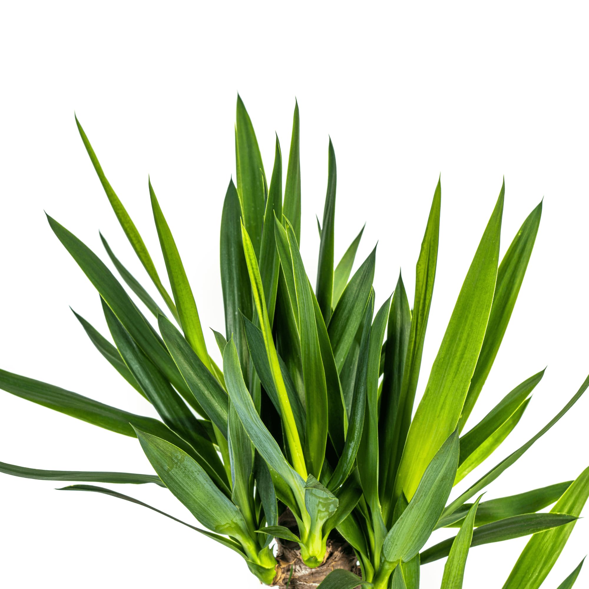 Yucca Elephantipes Riesen-Palmlilie Zimmerpflanze Ø21 cm 110 cm