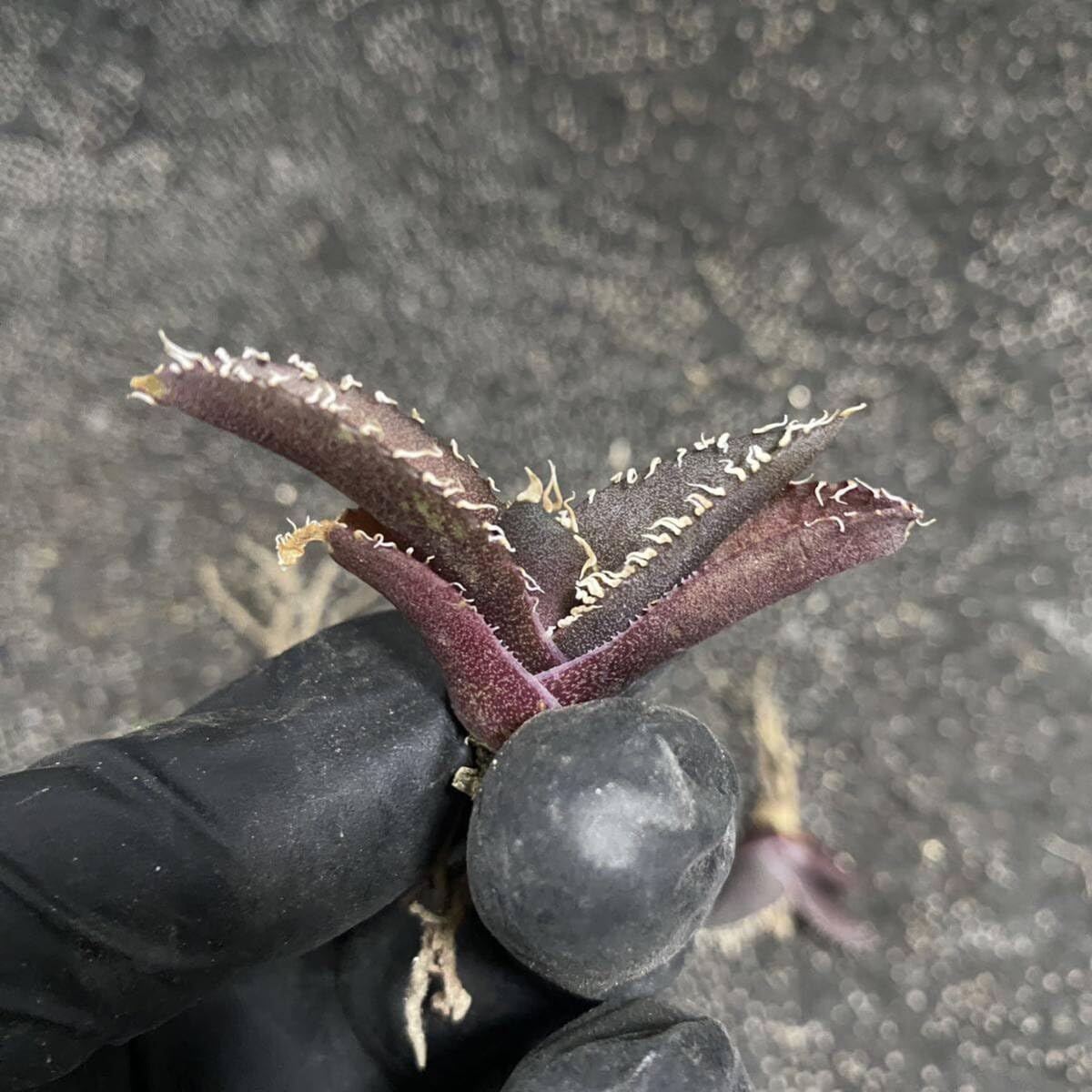 多肉植物 アガベ　チタノタ 金剛 美株3株同梱 発根済 Amazon.co.jp: ［メリクロン苗］多肉植物 アガベ チタノタ 金剛 子株 3