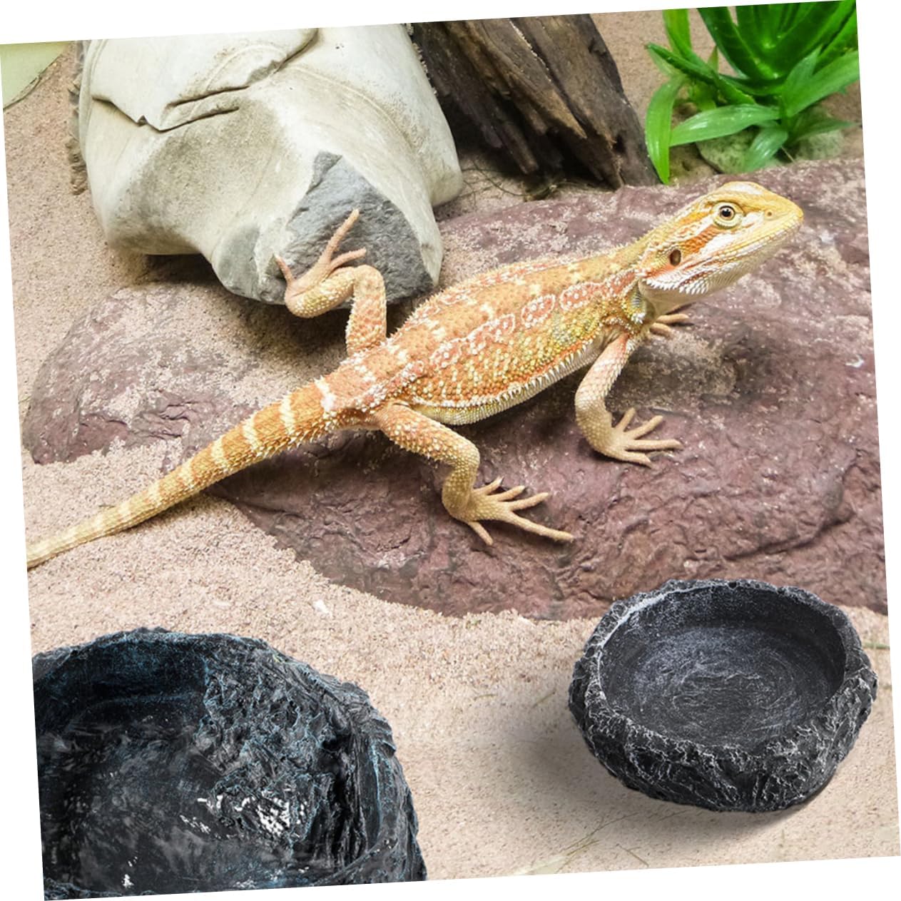 Mikinona 1set Reptile Feeding Bowl with Curved Tweezers Versatile Dish for Bearded Dragons Lizards Tortoises and Snakes Includes and Large Water Bowls for Balanced Diets