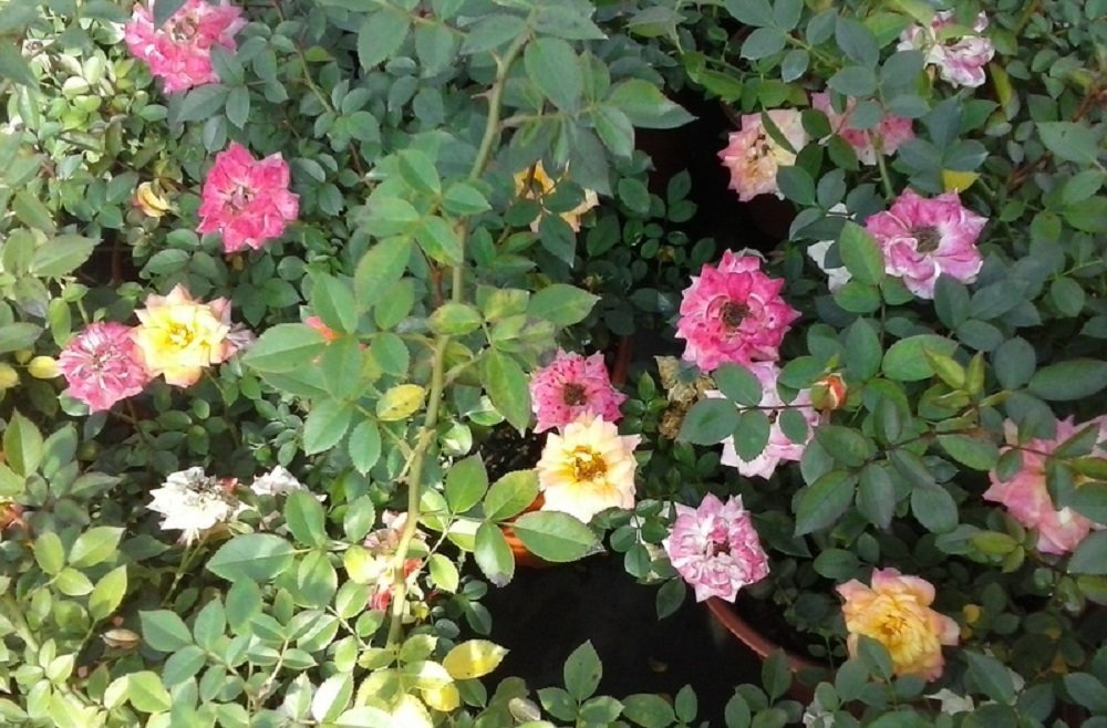 NooElec Seeds India Climbing Rainbows End Rose Bush 20+ Seeds Easy Pack/Grow All Season/All India (B01M9AFMJV) Amazon Price History, Amazon Price Tracker