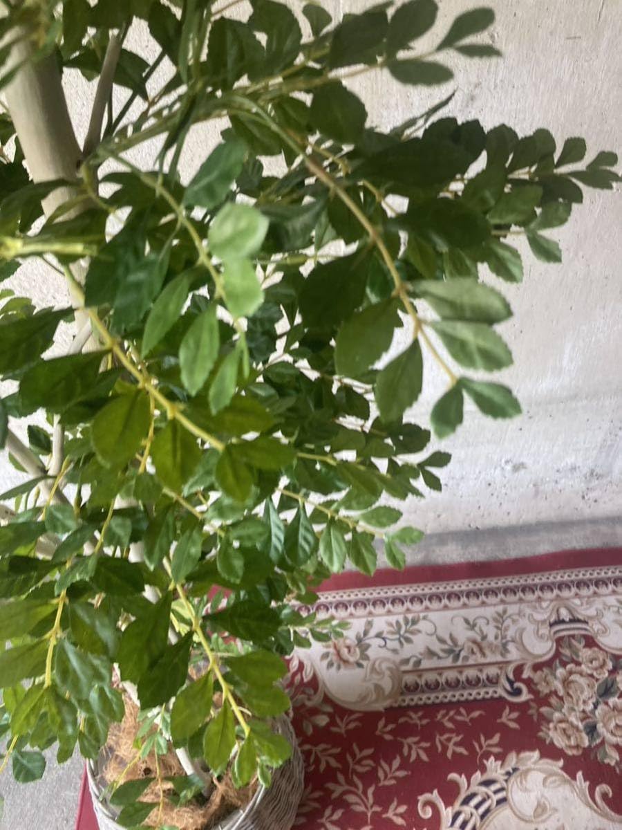 Amazon.co.jp: 光触媒 人工観葉植物 ウォールグリーン フェイク