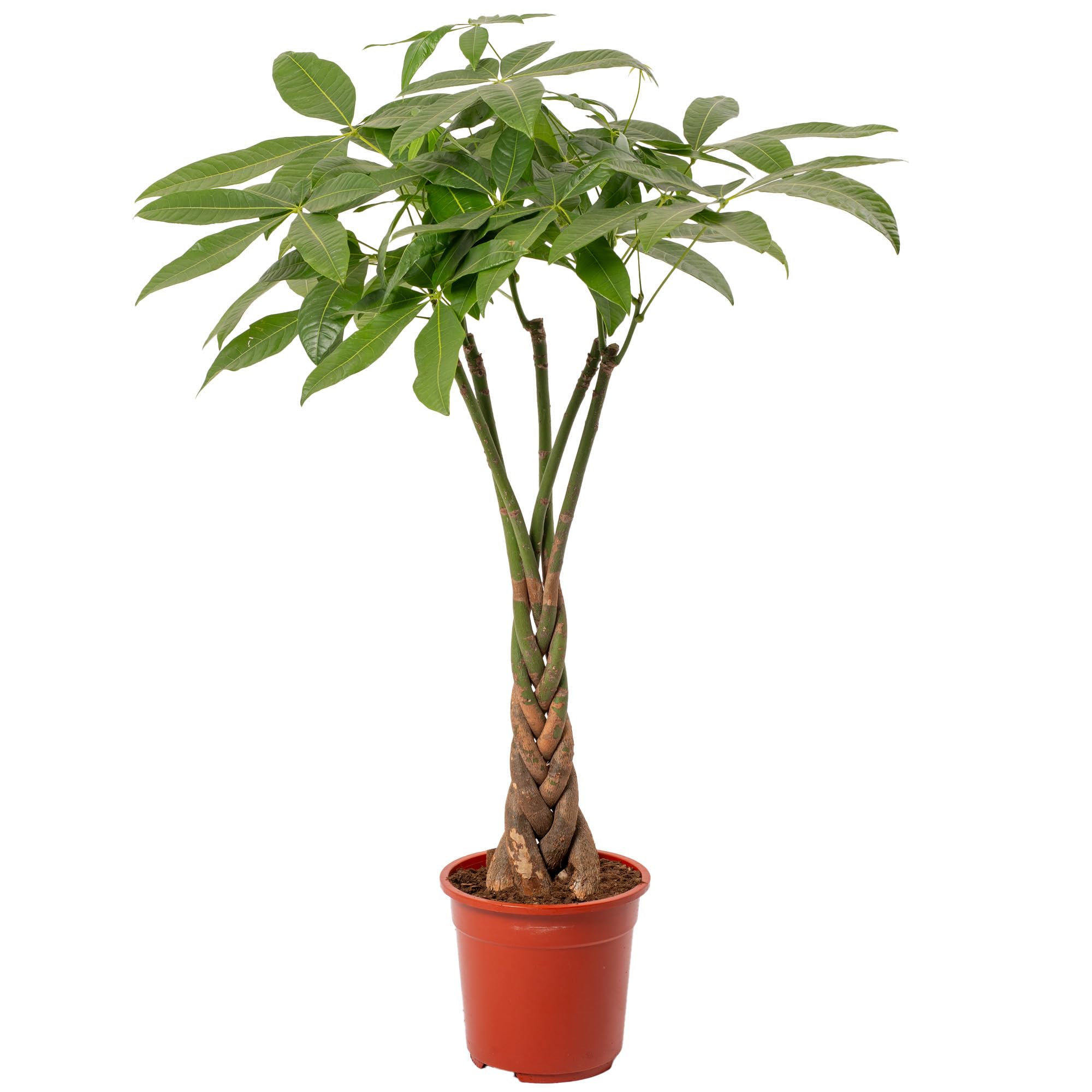 Pachira Aquatica Money Tree Evergreen Indoor House Plant for Home Office in Pot | Stunning Foliage, Real Plants (21cm Pot, 90-100cm)