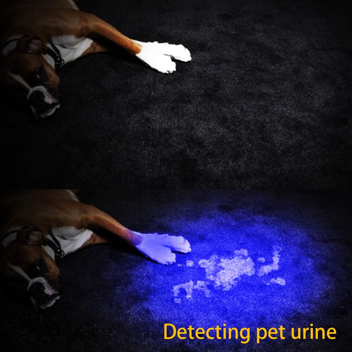 Waklyte UV Flashlight, 100 LED Black Light UV Light, 395nm Ultraviolet Blacklight UV Torch Pet Urine Detector for Dog/Cat Urine, Dry Stains and Bed Bug : Tools & Home Improvement