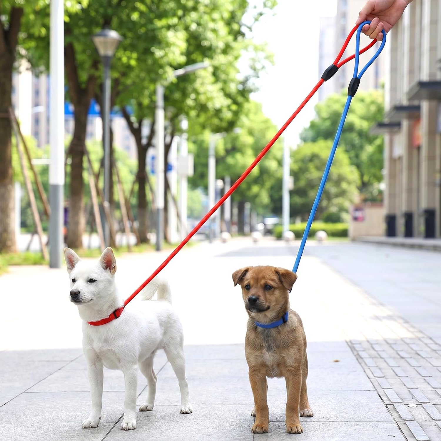 16PCS Dog Slip Lead Adjustable Pet Leads 4 Colors No-Pull Nylon Slip Leash for Walking & Training, 3.3FT Lightweight Durable Dog Training Leash for Small to Medium Dogs