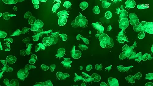 Jelly Fish