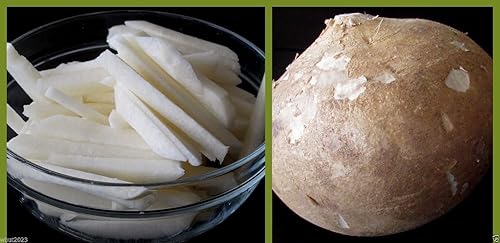 True Jicama Seeds, Pachyrhizus erosus a.K.a, frijol de ñame trepador, nabo mexicano (40 semillas)