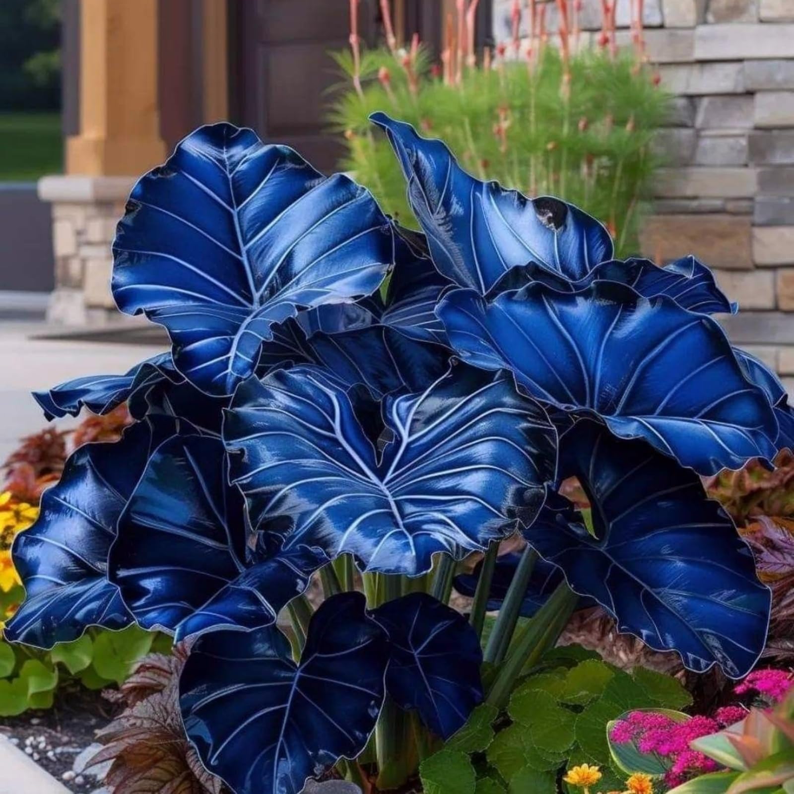 Rare Elephant Ear, Surprisingly Growing, Hardy Perennial, Suitable for Spring and Autumn, Garden Viewing, No Watering Required-5 Bulbs-G — image 1