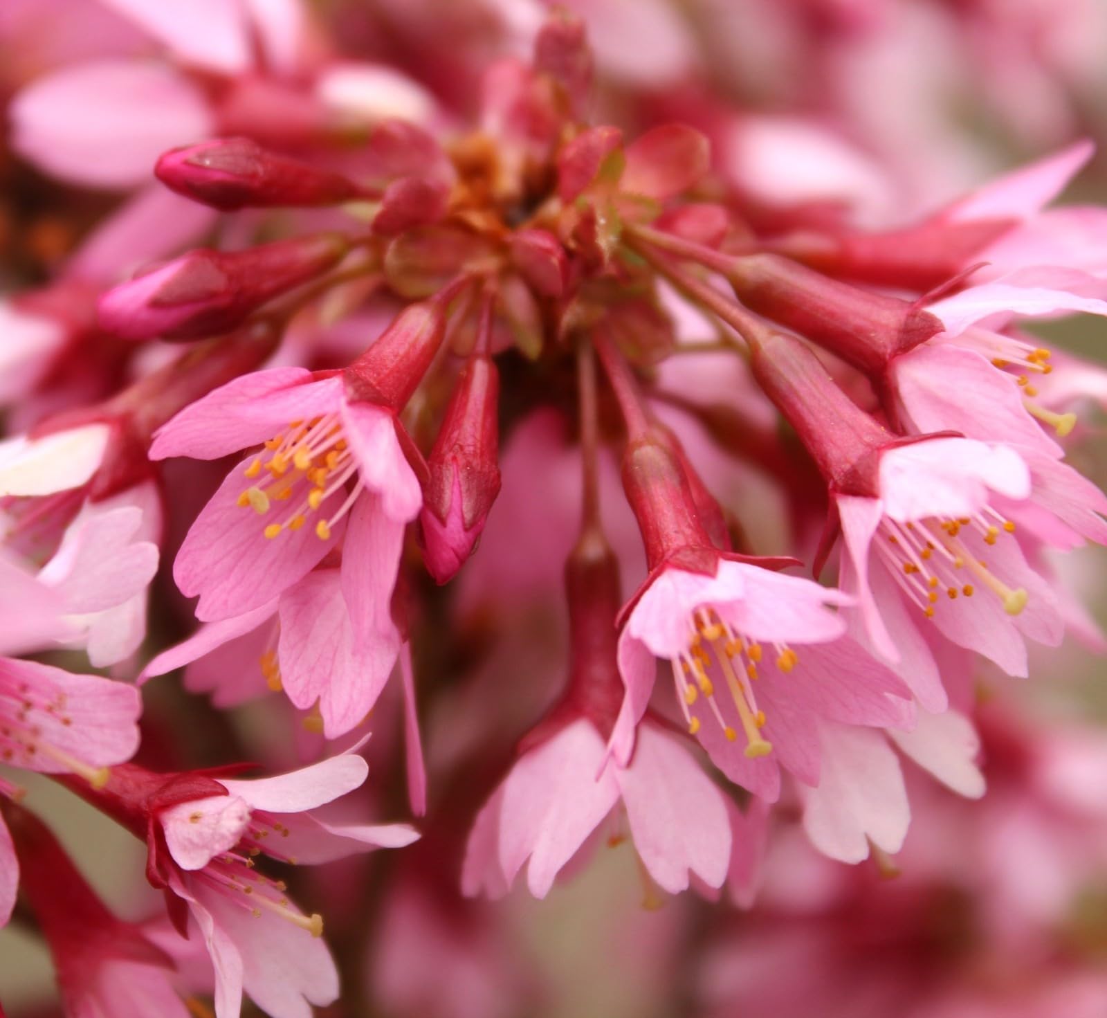 Hochstamm Zierkirsche Prunus Okame 80-100 cm auf Stamm veredelt