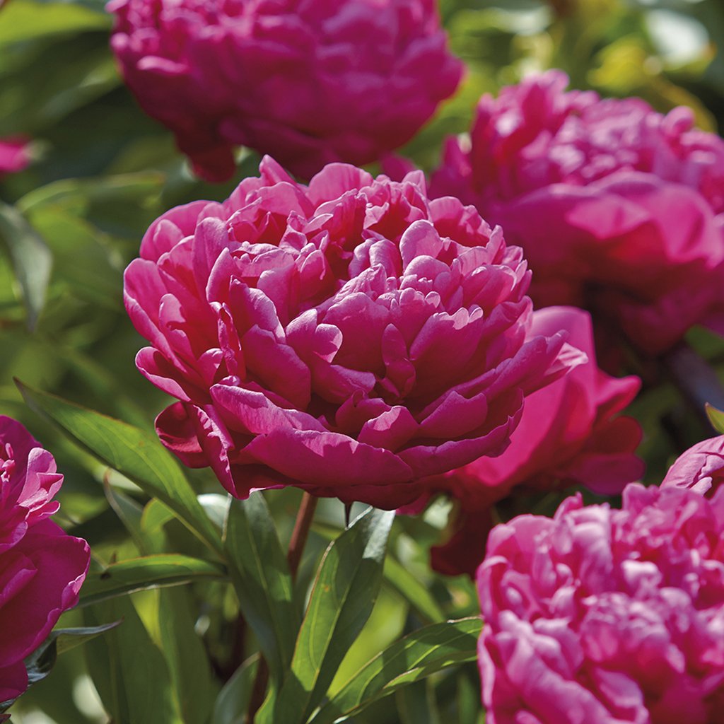 Van Zyverden Karl Rosenfield Peonies Roots