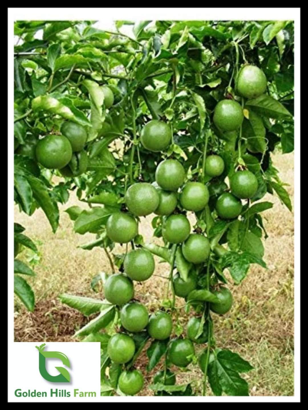 Fruit Plant Purple Passion Fruit Tropical Tasty Fruit 1 Healthy Live Plant