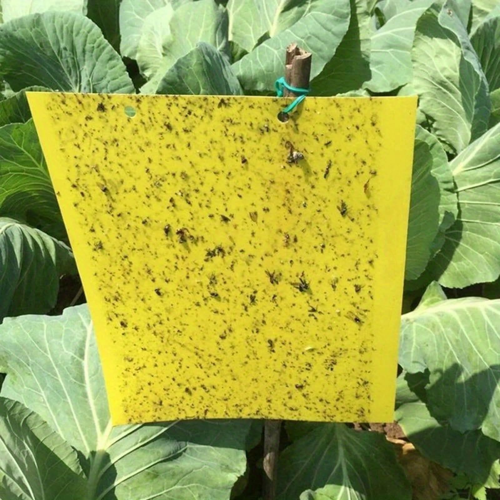 60 Pezzi Trappole Acchiappa Ciliegio Mosche, Mosca Dell'olivo Trappole Appiccicose Gialle Bilaterali per Insetti Volanti per Olivo, Afidi, MosceriniFungini, e Mosche Bianche，Trappola Adesiva per Mosch