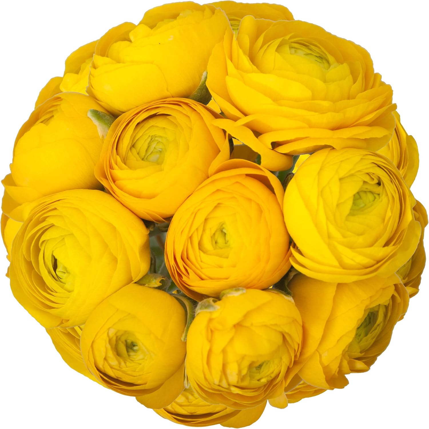 Bloomingmore | Farm Fresh Cut Flowers | Yellow Ranunculus | 300 Stems | Home, Office, Wedding Decor, DIY, Party Event, Housewarming, Teacher and Engagement