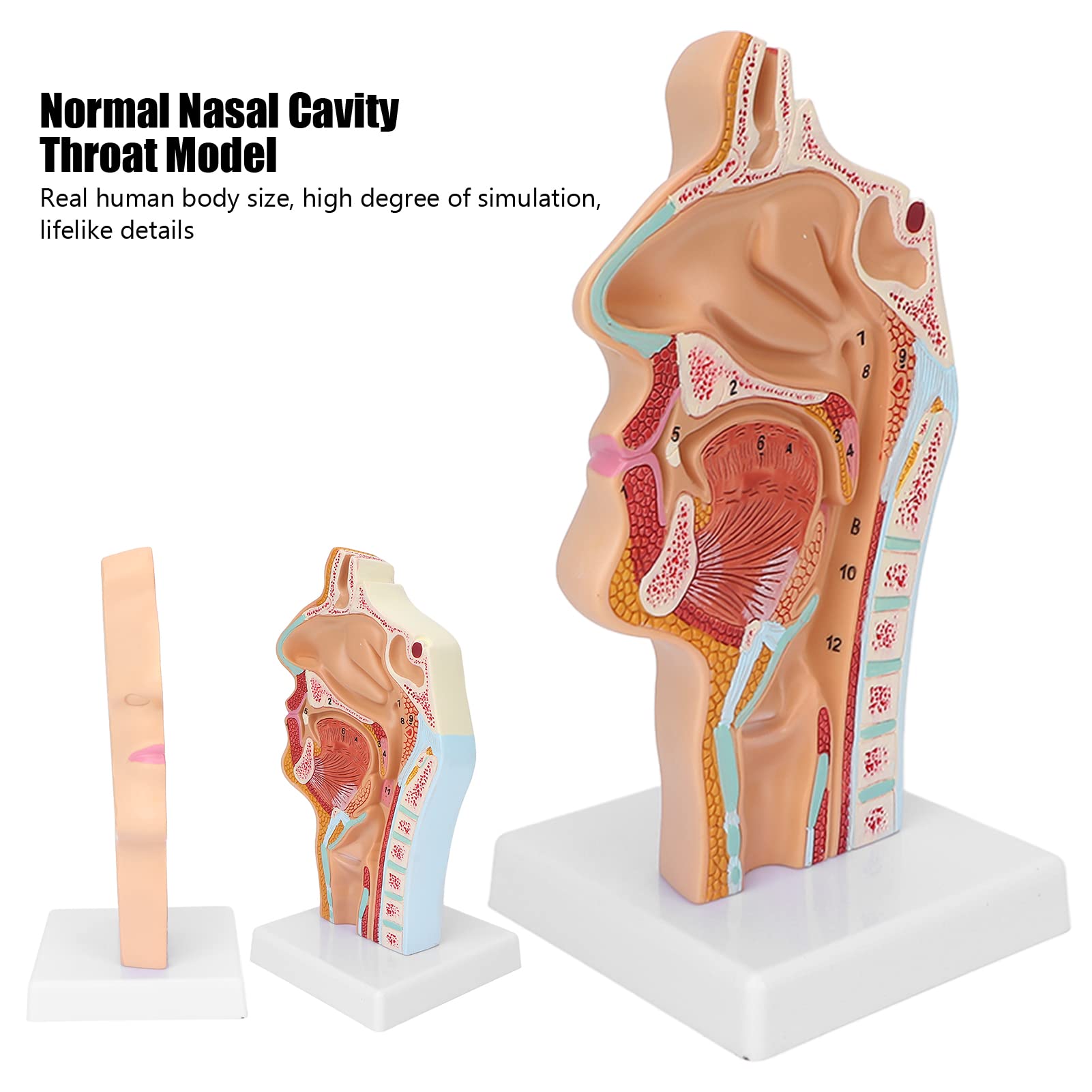 Life Size Nasal Oral Cavity Throat 1:1 Human Nasopharynx Laryngopharyngeal Nasal Cavity, Oral Cavity, Pharynx, Larynx, Anatomical Model, Human Nasal Oral Cavity Throat Anatomical