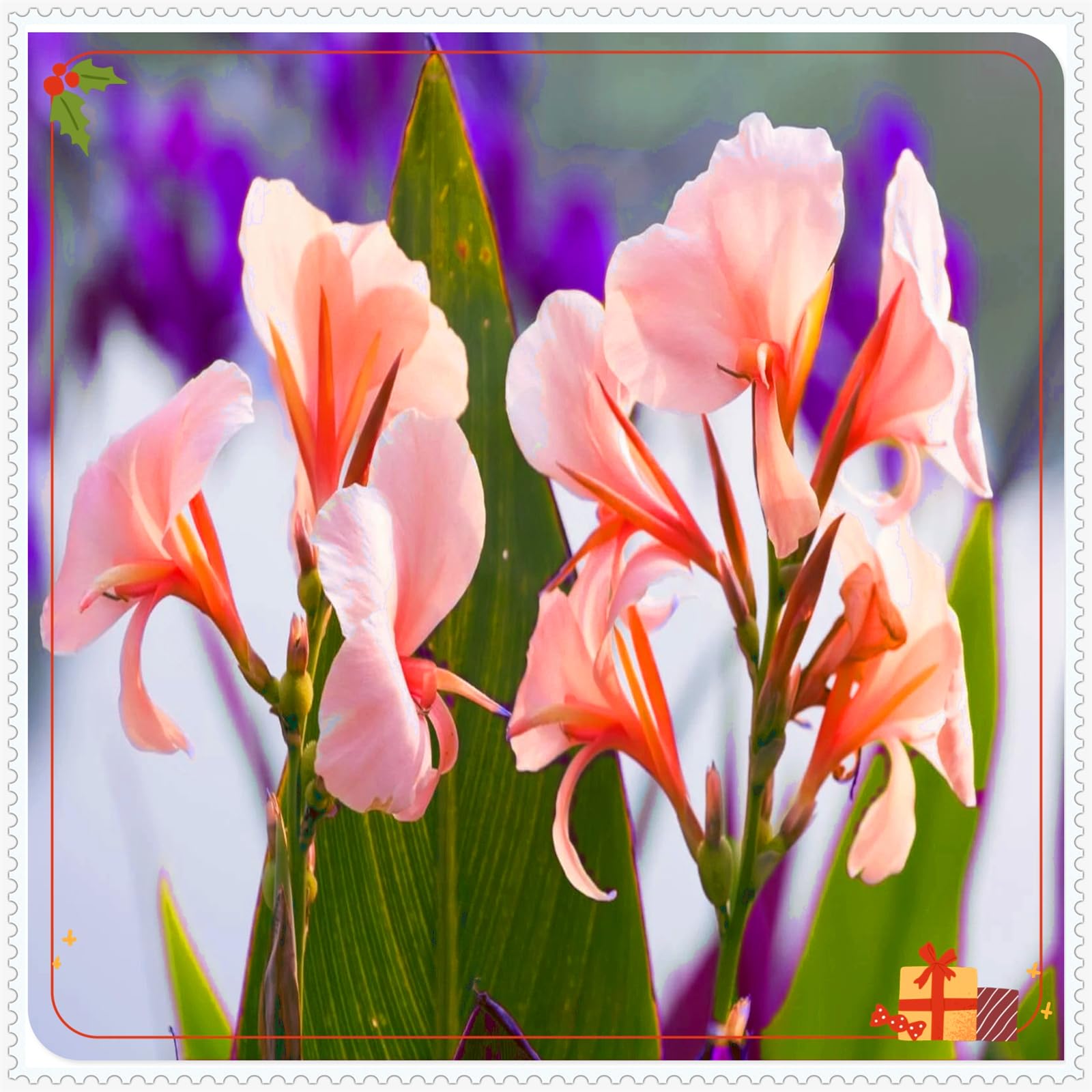 Perennial,Giant Canna Lily Bulbs, Hardy, Professional for Beautiful Garden Displays-1 Bulb-C