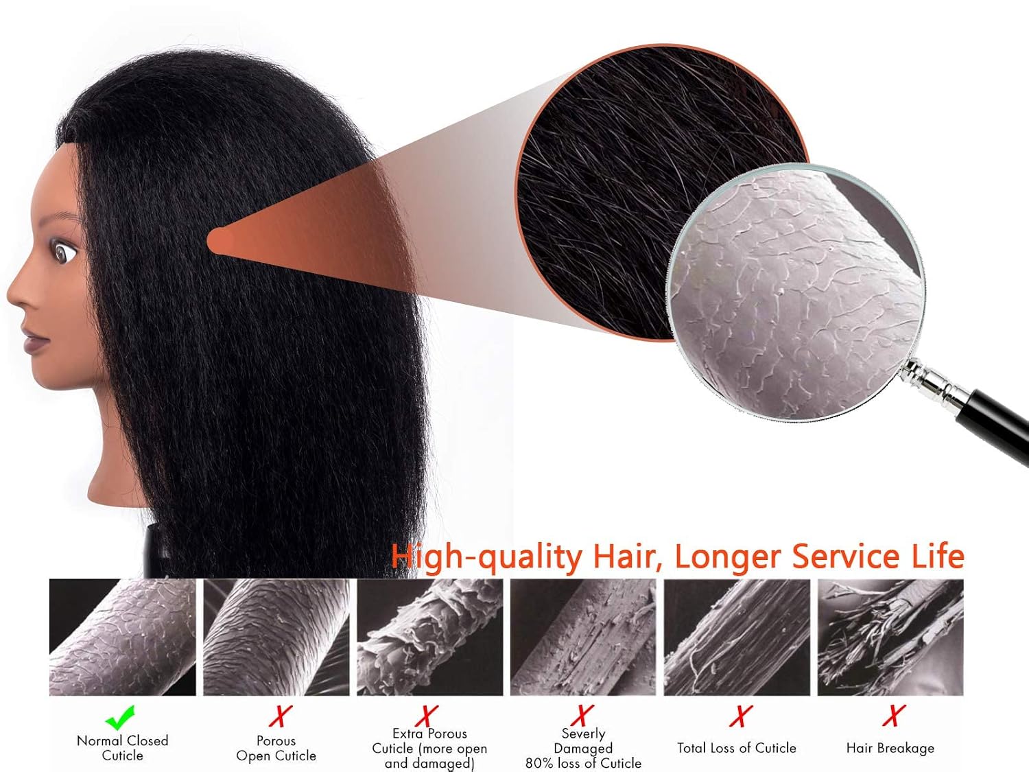 Stancia Male Mannequin Head Especially for Barber, Training Head with 14” 100% Human Hair, Hairdresser Manikin Head for Hair Styling and Practice, Adult Head Size(with Beard) (14)