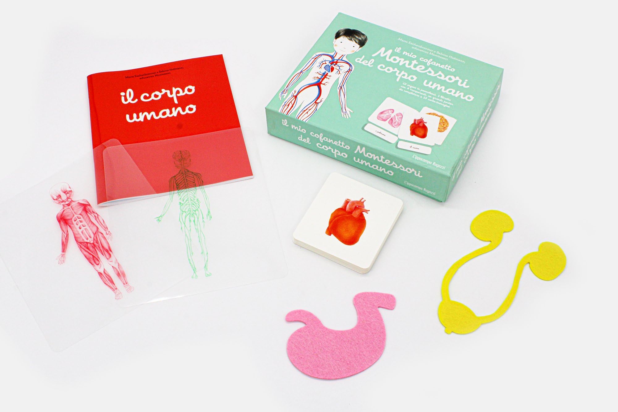 Il mio cofanetto Montessori del corpo umano