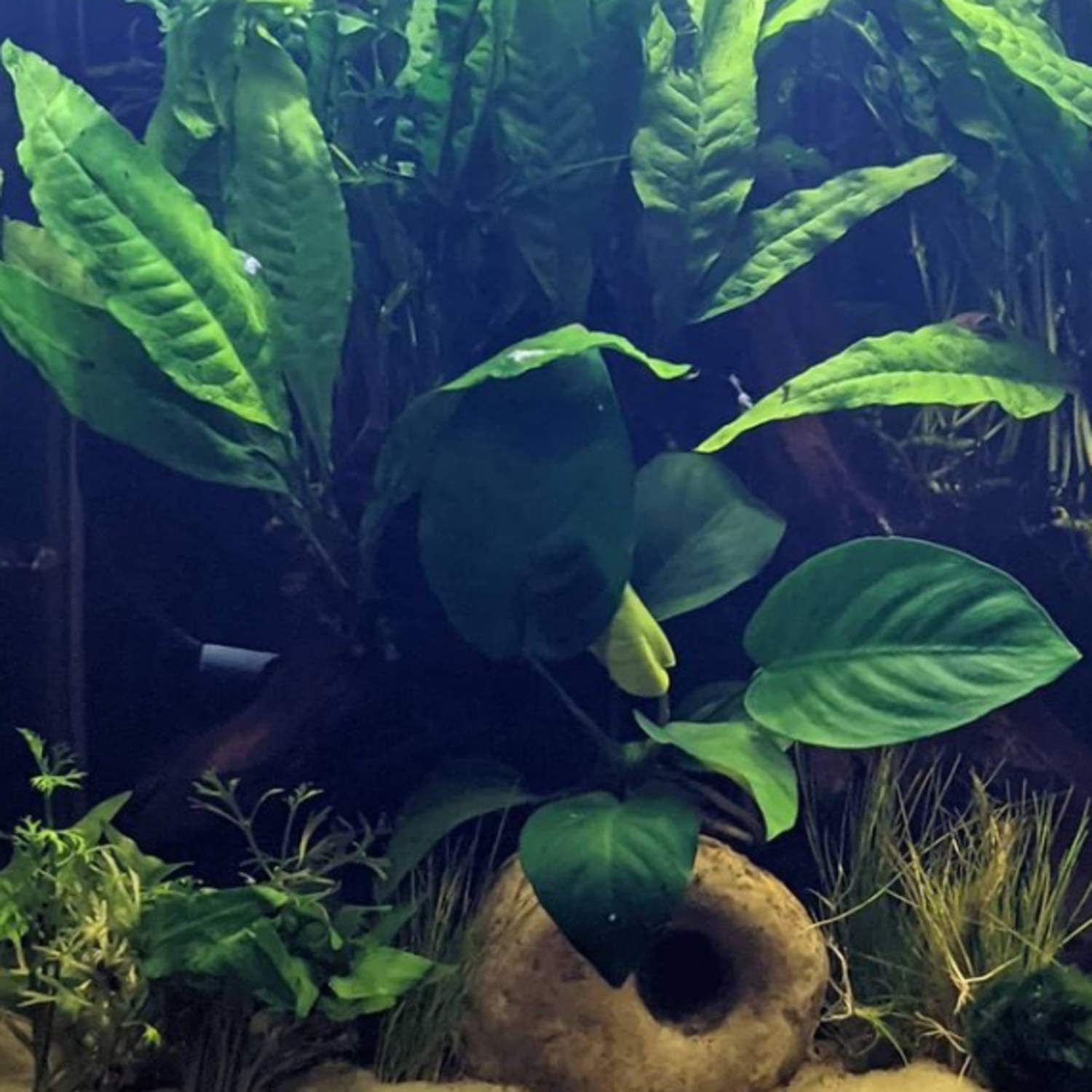 Anubias Barteri 'Wrinkled Leave' Mother Potted XXL Live Aquarium Plant Tropical Freshwater Decorations