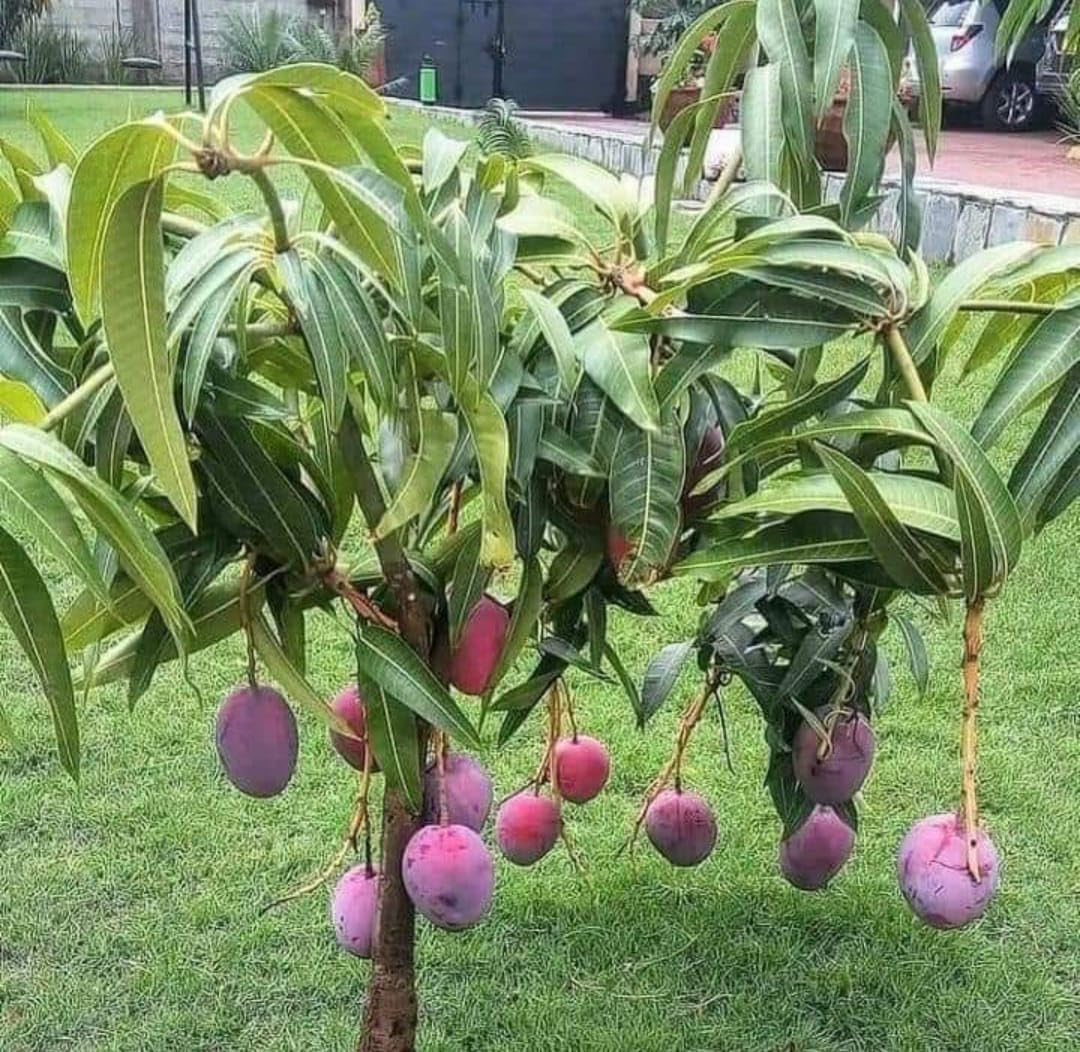 THE PLANT BAZAR : Japanes Miyazaki Mango live plants (Plant Height 2 Ft/ 2.5 ft) All India Weather suitable, After 1 year fruit. (B0CZF9LR7L) Amazon Price History, Amazon Price Tracker