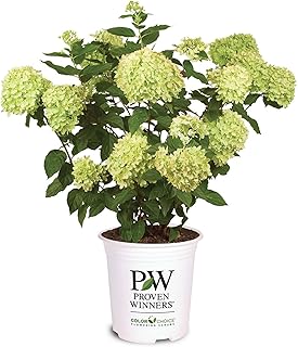Perfect Plants Little Lime® Hydrangea in 1 Gallon Growers Pot | Dwarf H...