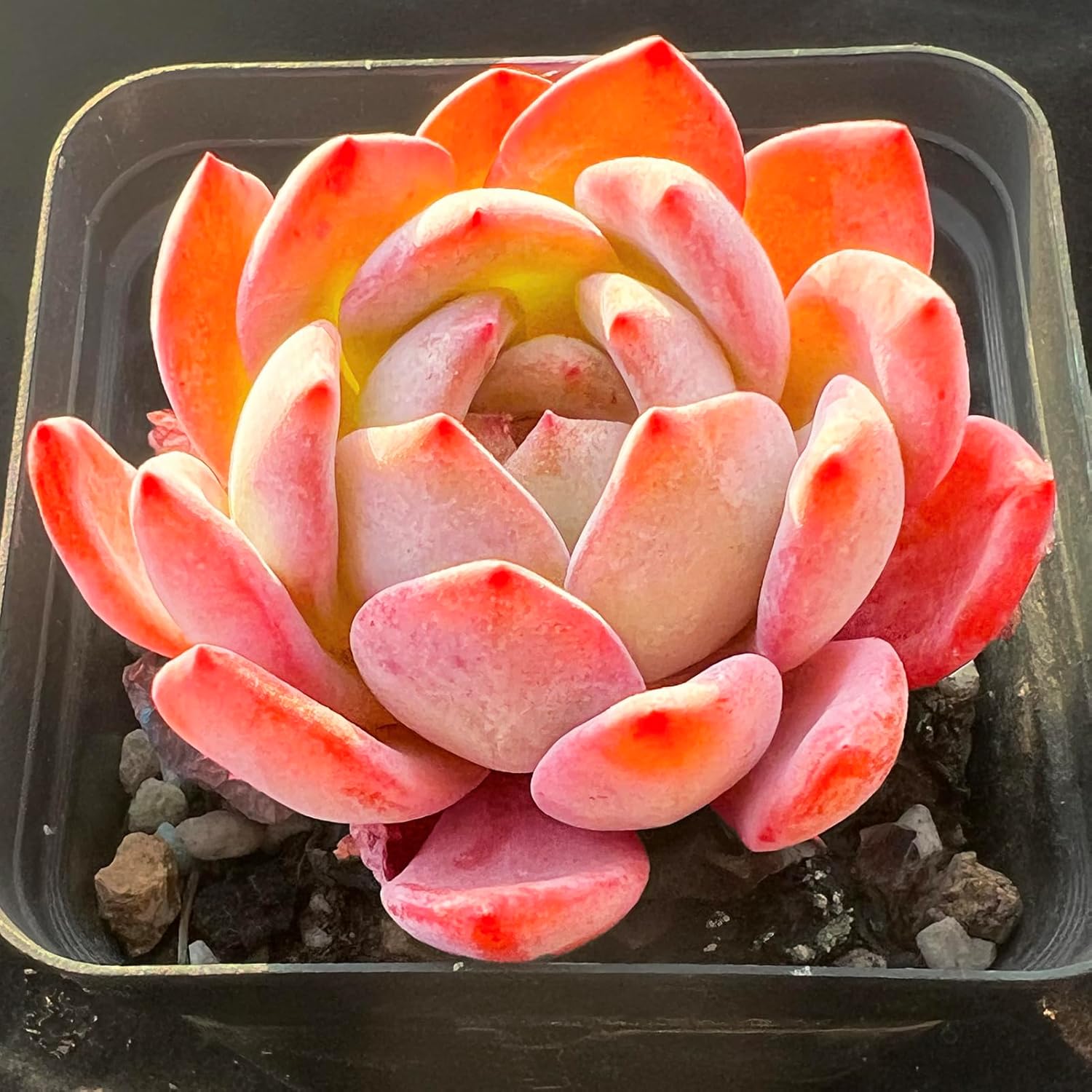 Echeveria Ek Soul Variegated Crested Rare Live Succulent Plants, Pot Size 3.5" Orange Live Plant, Excludes Pot & Soil, Garden Indoor Office Desk, Party Baby Shower Decor, Gift for Plant Enthusiasts