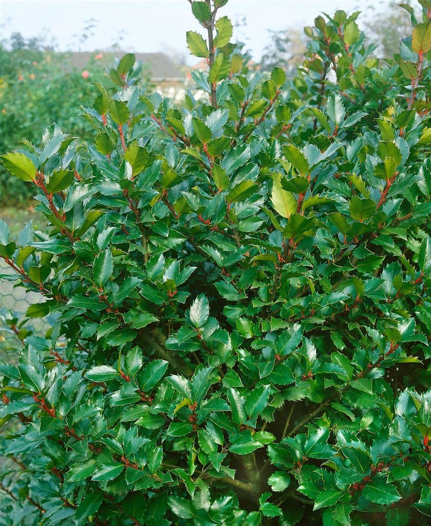 Ilex meserveae 'Blue Prince' -R- 80-100 cm - Stechpalme, immergrn,  glnzende blaue Bltter, ideal als Heckenpflanze, winterhart und  pflegeleicht : Amazon.de: Garten