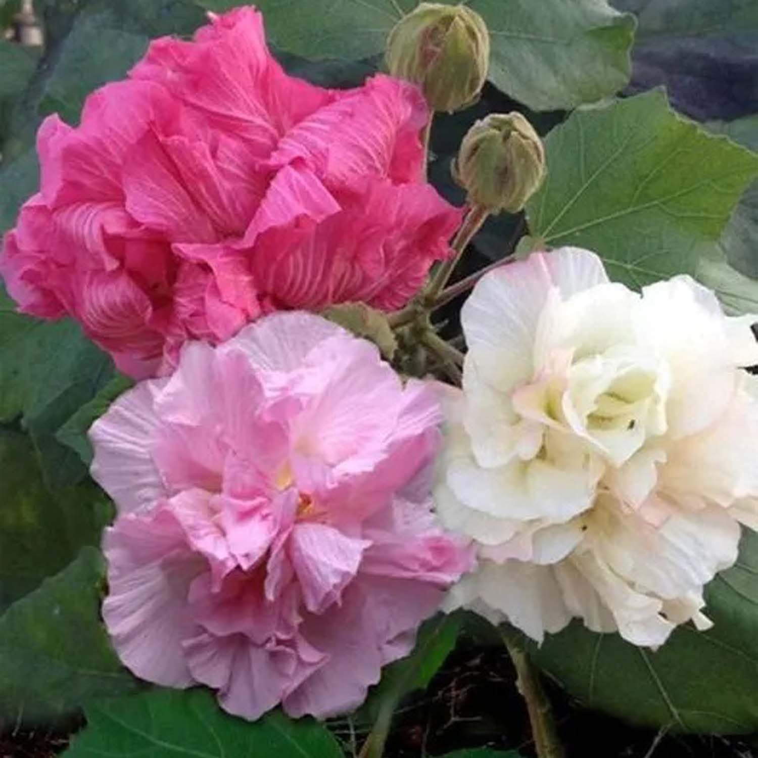 See full amazon price history chart for IXORA Double Petal Cotton Rose land lotus Sthal Poddo Hibiscus Mutabilis Changeable Colour Flower Live Plants & Tree(1-2 Feet Size) IXORA Double Petal Cotton Rose land lotus Sthal Poddo Hibiscus Mutabilis Changeable Colour Flower Live Plants & Tree(1-2 Feet Size) (B0BNLPQ1T3) Amazon Price History, Amazon Price Tracker