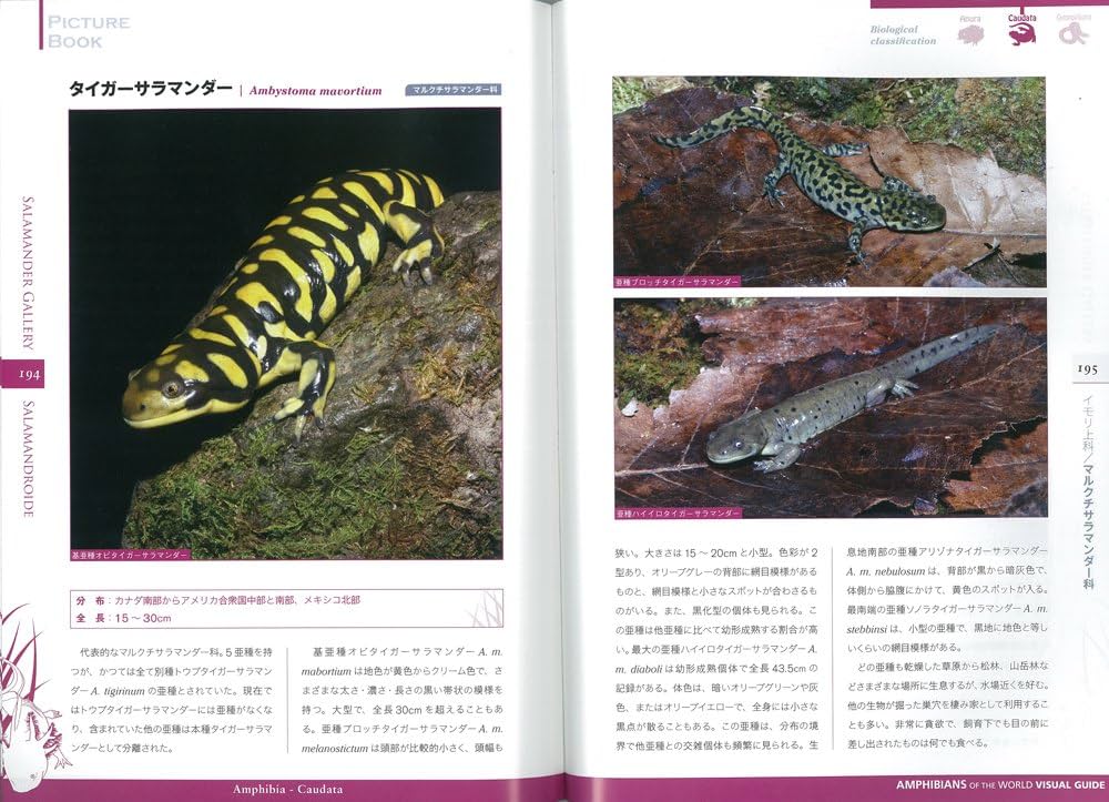 【送料無料】有尾類 イモリ サンショウウオ 爬虫類 両生類 洋書 図鑑 送料無料】有尾類 イモリ サンショウウオ 爬虫類 両生類 洋書 図鑑