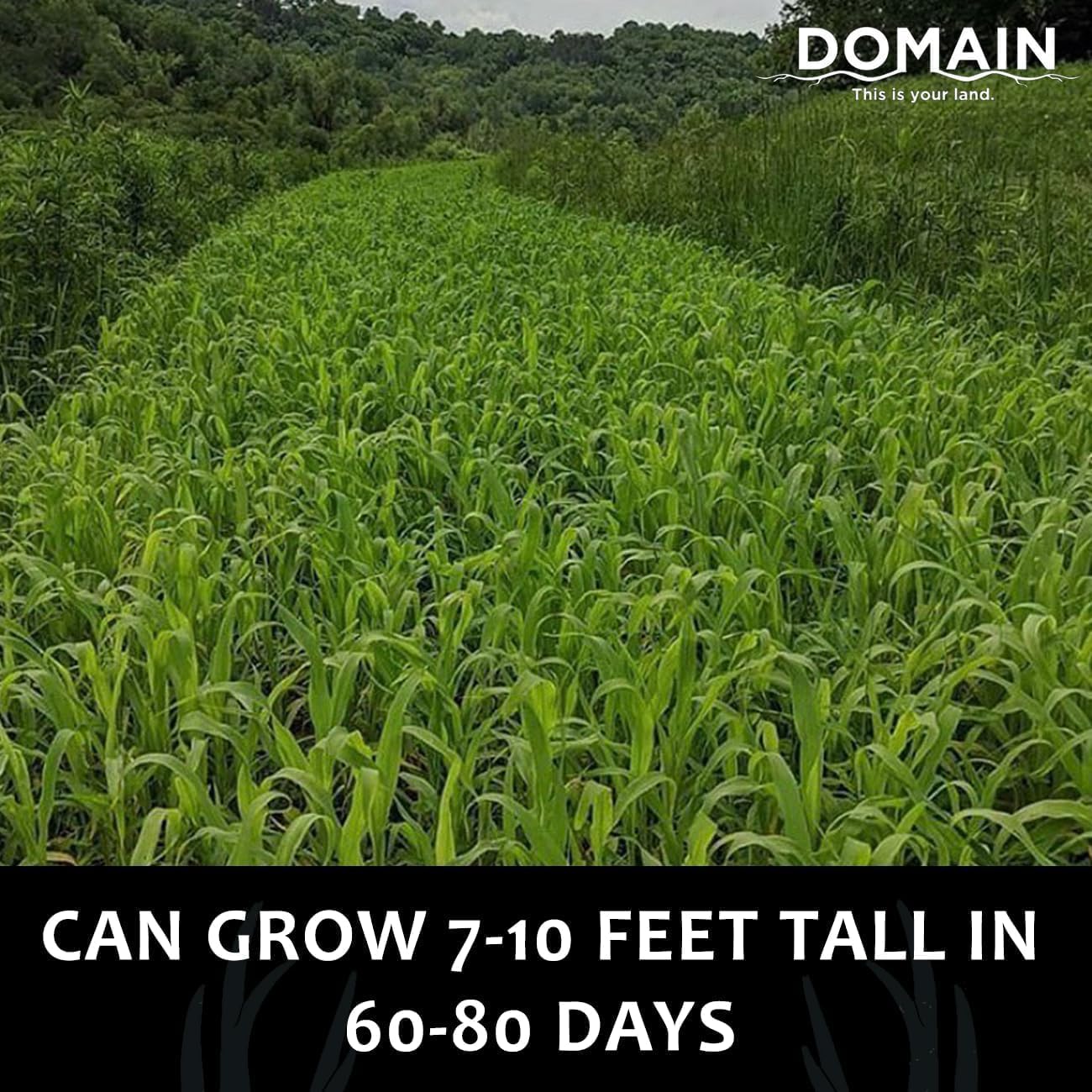 Domain Outdoor Incognito Deer Plot Seed, 2 Acre, Create Concealment to and from Stand or Plot, Designed to Grow Tall and Withstand Elements, Fast Growing
