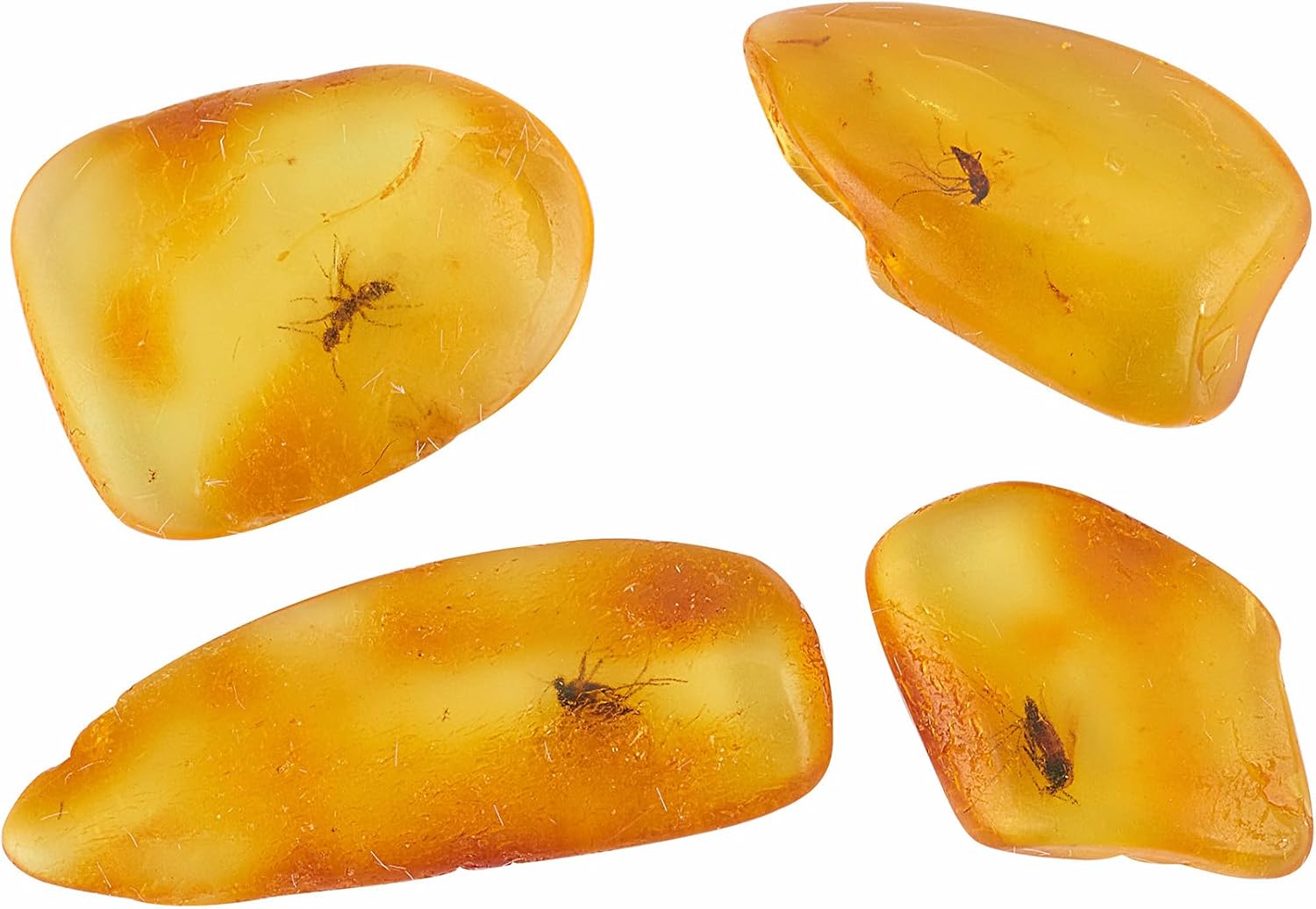Baltic Amber Natural Fossil Insects,Insects from Millions of Years ago-Four Sets,True Insect Samples-Science Classroom Science Education Animal Specimens (Small Amber Fossil Insects)