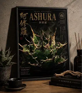 阿修羅 ASHURA ポ