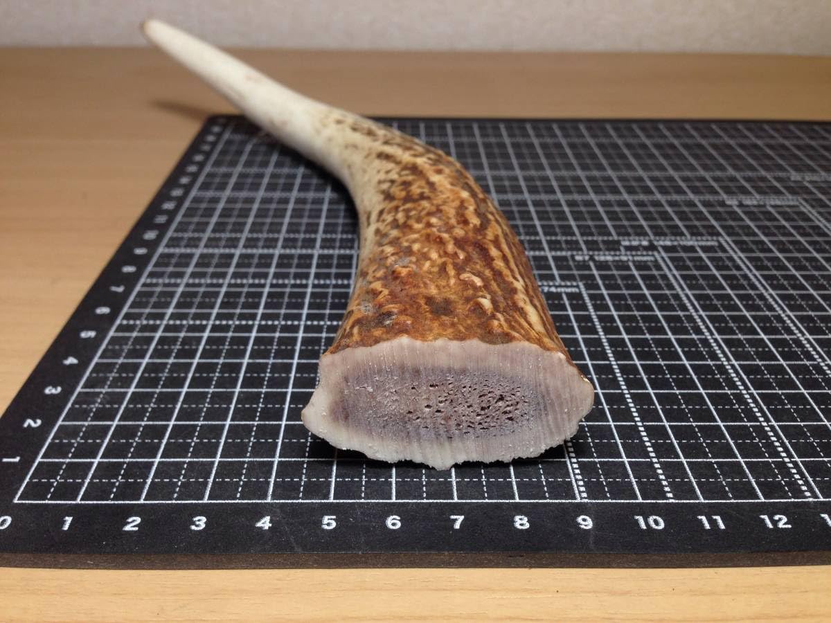 Amazon.co.jp: 8-151＊けんか角1点＊蝦夷鹿＊鹿角＊根付け＊鹿