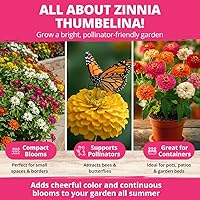 Vista 371 de HOME GROWN Semillas de diente de león para plantar 600 semillas de hierbas medicinales tradicionales (~ 0.01 oz) sin OMG cultivan hojas y flores