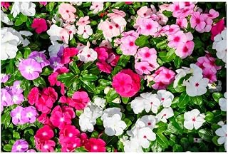 PREMIER SEEDS DIRECT - Busy Lizzie - HOLSTII Mix - 450 Seeds - Impatiens WALLERIANA
