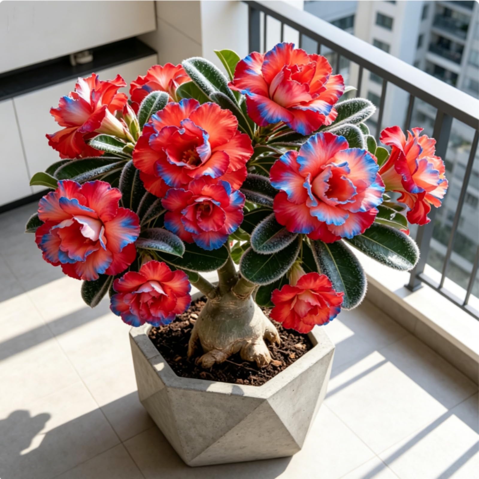Rizoma de rosa del desierto — Resistente al frío y a la sequía — De crecimiento rápido — Ideal para principiantes-5 Rizoma-A