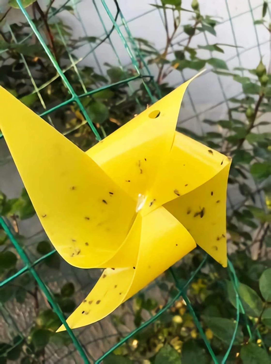 Exсluѕіvе Dіѕсоunt 80% оƒƒеr Faicuk 20-Pack Dual-Sided Yellow Sticky Traps for Flying Plant Insect Like Fungus Gnats, Aphids, Whiteflies, Leafminers - (6x8 Inches, Twist Ties Included)