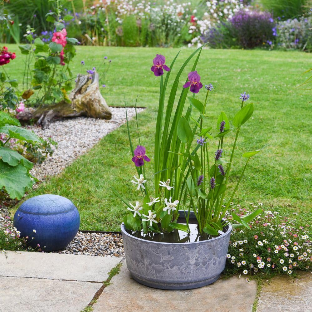 Dry Mixed Basket Flowering + Caesar Bowl Marble 46cm, with 3 Wildlife-Friendly Plants, Planting Basket, Pond Soil & Gravel, Easy Setup for Garden or Patio Ponds, 1 x 1 Pond Kit by Thompson and Morgan