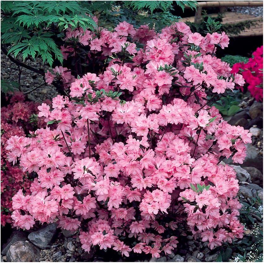 GrowOn Shrubs Dwarf Japanese Azalea Japonica Diamant Pink | Evergreen Shrub | Outdoor Garden Ready Plant | Spring Flowering | Light Pink Flowers