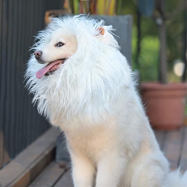 Onmygogo Peluca de Melena de león para Perros con Orejas, Divertidos Disfraces para Mascotas para Halloween