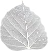 50Pcs Bodhi Leaf Translucent Leaves Pho Bodhi Tree Veined Leaf Natural Laced Leaves Scrapbooking Craft Card Wedding(3.5-4.4 in. Natural Color)