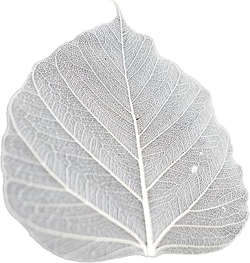 50Pcs Bodhi Leaf Translucent Leaves Pho Bodhi Tree Veined Leaf Natural Laced Leaves Scrapbooking Craft Card Wedding3.5-4.4 in. Natural Color