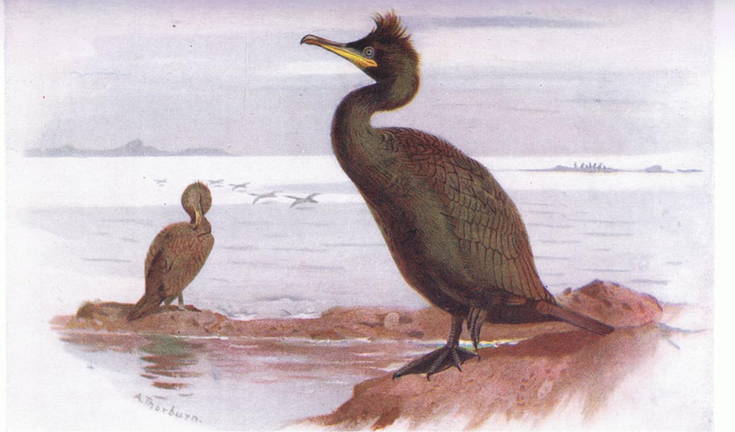 Artxlxxbn No Frame Famous Prints Artwork Pictures Poster Painting Art Shag By Archibald Thorburn Artwork Landscape Pictures For Home Decor 60X90cm