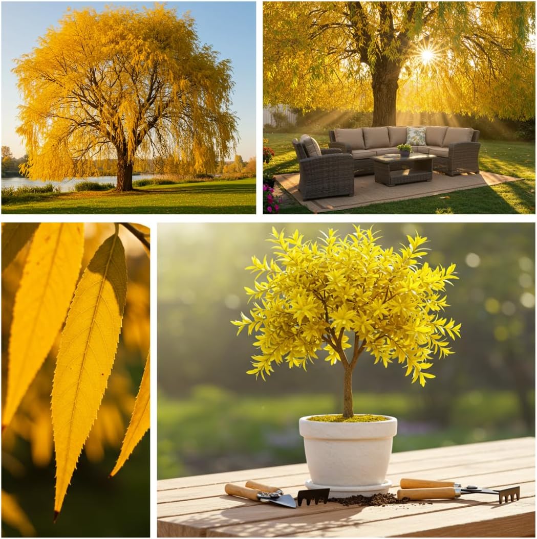 24 Weeping Willow Tree Cuttings - Beautiful Arching Canopy - Grow 24 Golden Weeping Willow Trees - Live Trees
