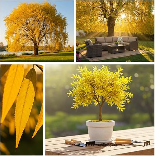 Miniatura 3 de 2 sauces llorones dorados, listos para plantar, plantas vivas, hermoso dosel arqueado